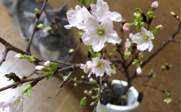啓翁桜〜春の訪れ